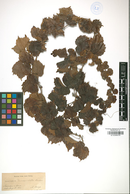 LE 01009376