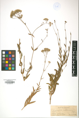 LE 01009378