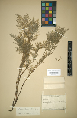 LE 01009808