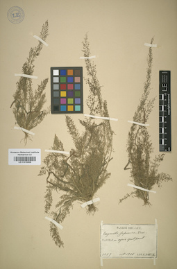 LE 01015508
