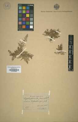 LE 01015509