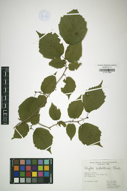 LE 01017886