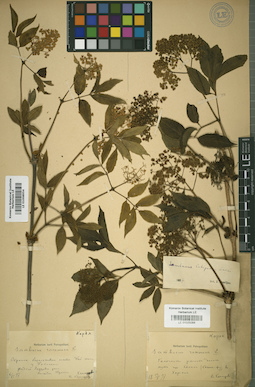 LE 01025066