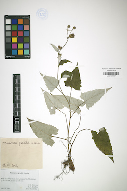 LE 01026807