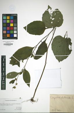 LE 01026818