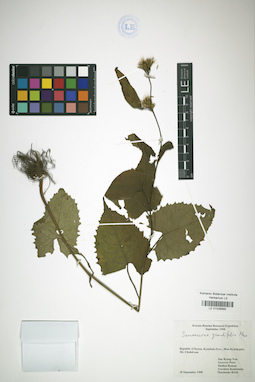 LE 01026890