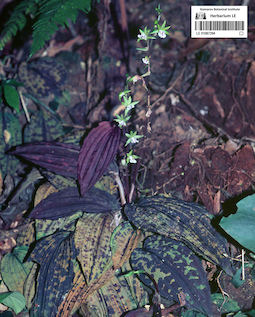 LE 01087394