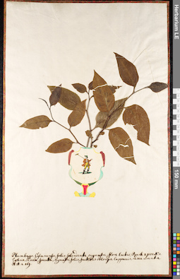 LE 01091099