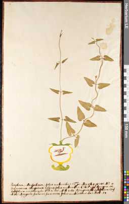 LE 01091237