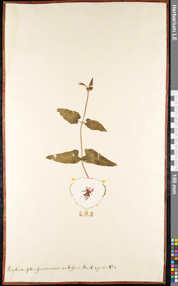 LE 01091238
