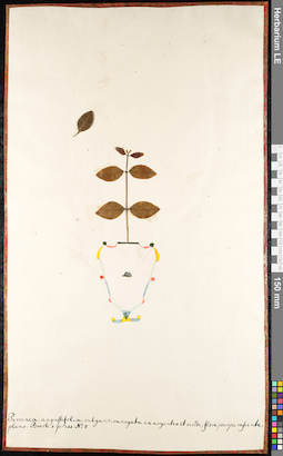 LE 01091243