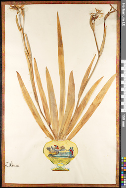 LE 01091383