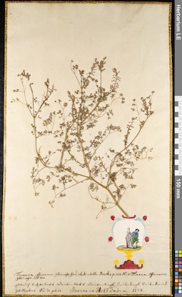 LE 01091393