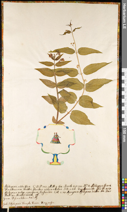 LE 01091397