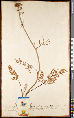 LE 01091751