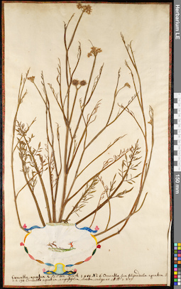 LE 01091753