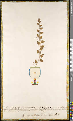 LE 01091785