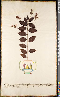 LE 01091807