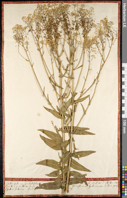 LE 01092038