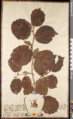 LE 01092041