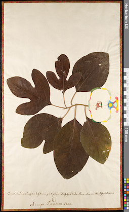 LE 01092052