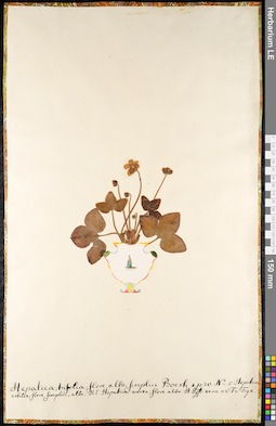 LE 01092096