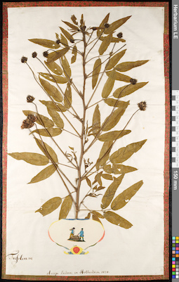 LE 01092118