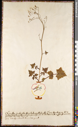 LE 01092246