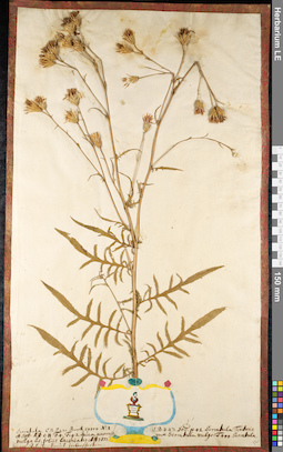 LE 01091143