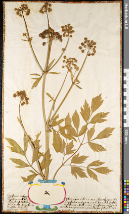 LE 01091401