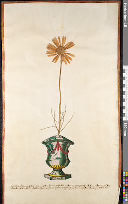 LE 01091418
