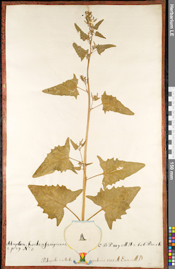LE 01091435