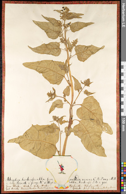 LE 01091437