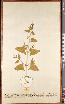 LE 01091442