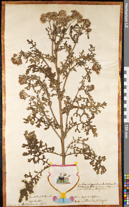 LE 01091482