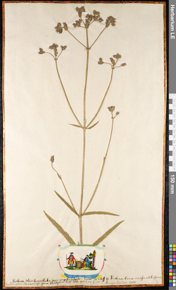 LE 01091501