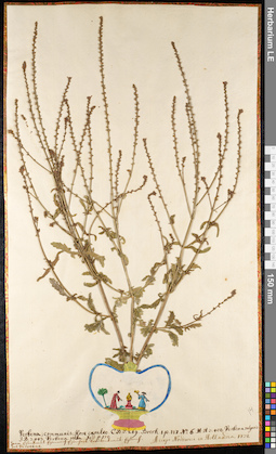 LE 01091503