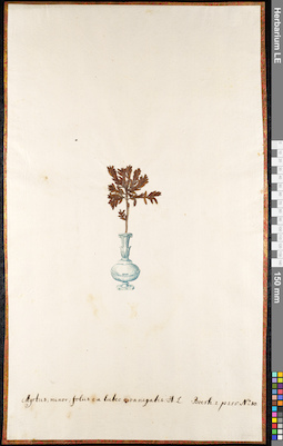 LE 01091541