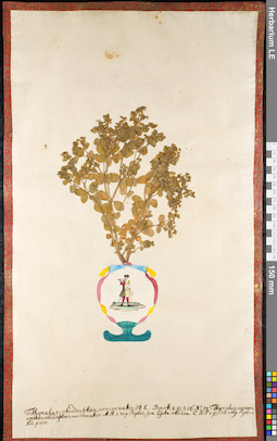LE 01091548