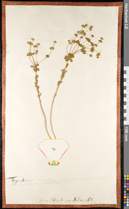 LE 01091562
