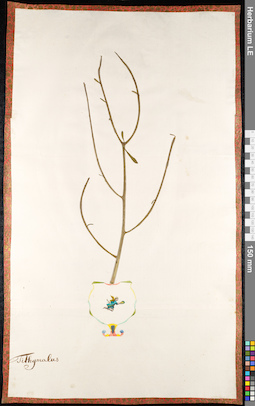 LE 01091564