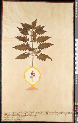 LE 01091576