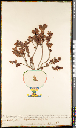 LE 01091581
