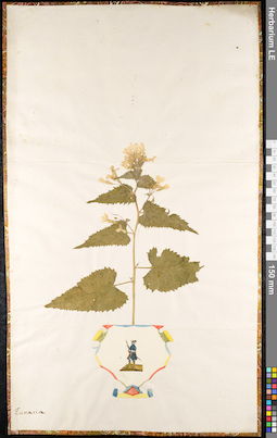 LE 01091617