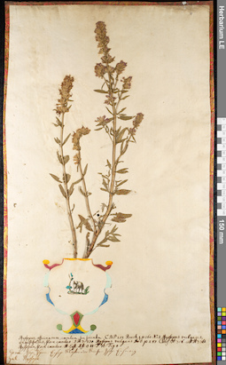 LE 01091632