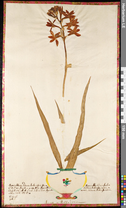 LE 01091648