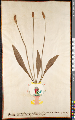 LE 01091681