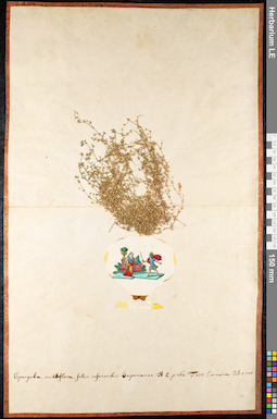 LE 01091717