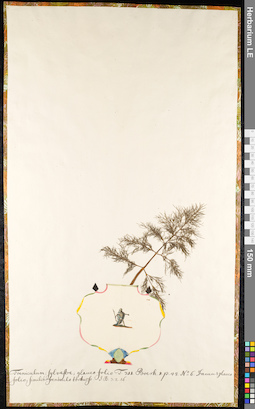 LE 01091742