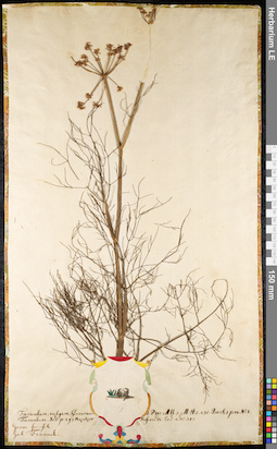 LE 01091743